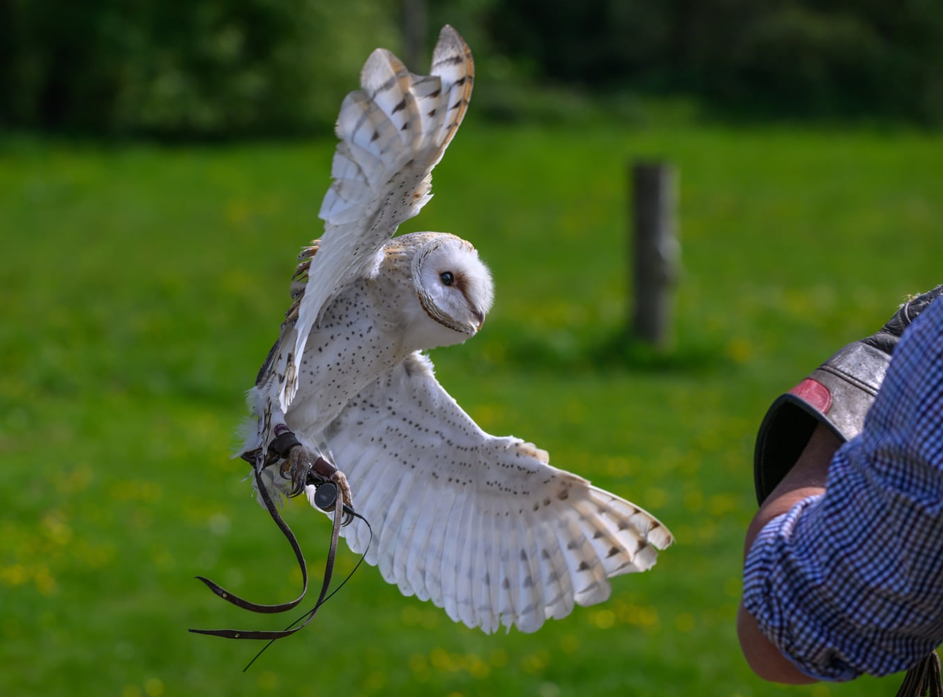 Birds of Prey Experience & Afternoon Tea